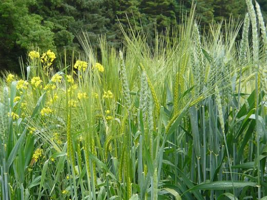 The Tares and the Wheat